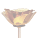 Image of a poppy